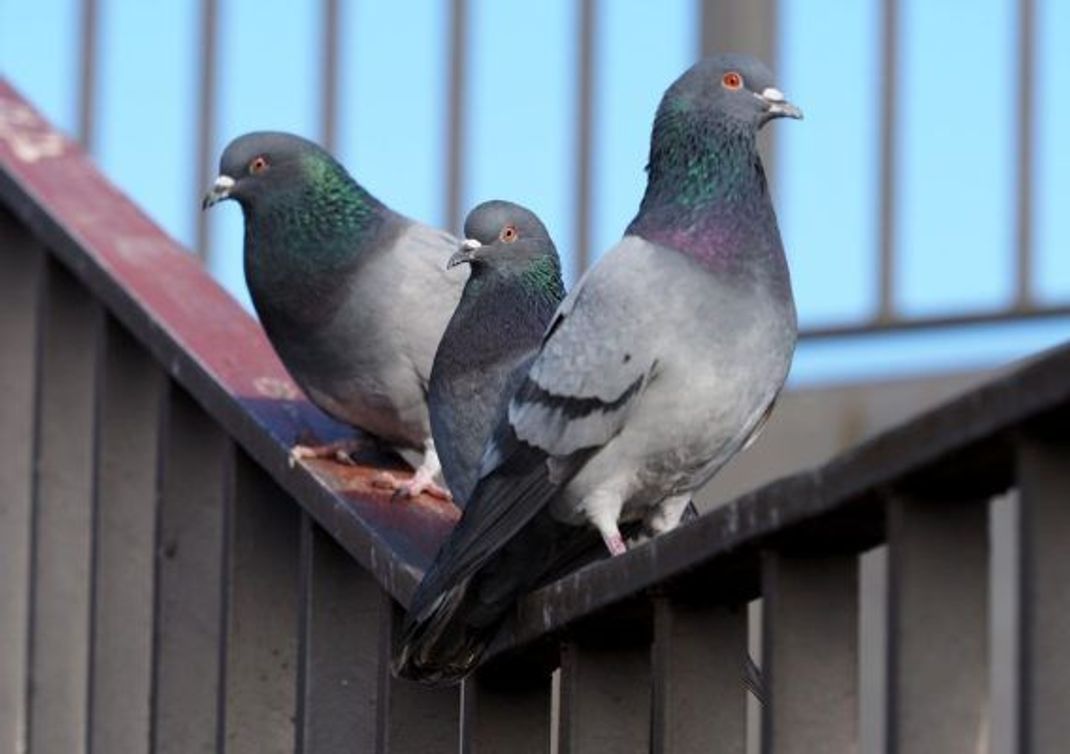 Tauben die wohl den meisten bekannt sind: Die Stadt- oder Straßentauben.