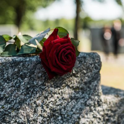 shadows on red aromatic rose on concrete tomb