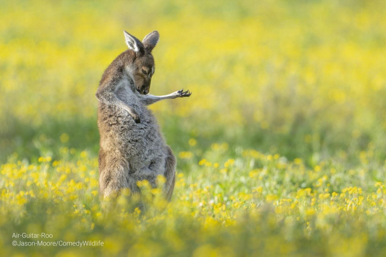 »Air-Guitar-Roo« Das Üben hat sich auf jeden fall gelohnt! Das Känguru holte den Gesamtsieg.&nbsp;