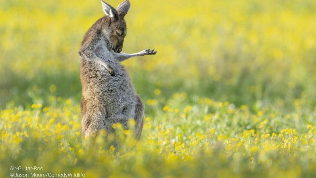 »Air-Guitar-Roo« Das Üben hat sich auf jeden fall gelohnt!