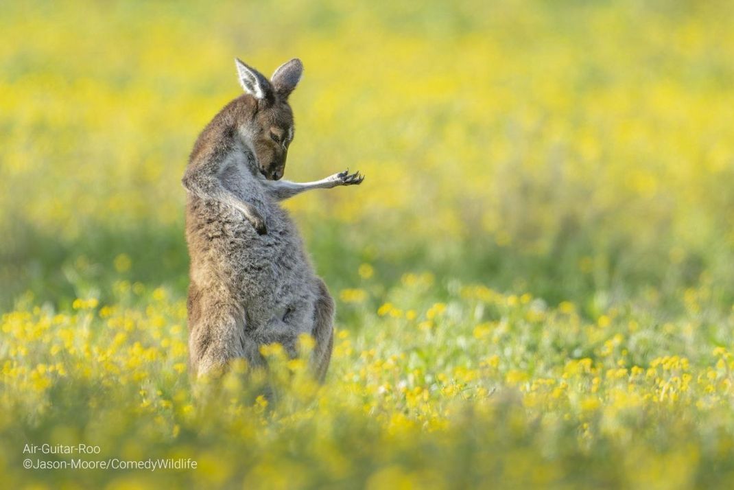 »Air-Guitar-Roo« Das Üben hat sich auf jeden fall gelohnt! Das Känguru sichert sich den Gesamtsieg bei dem "Comedy Wildlife Photography Award 2023".
