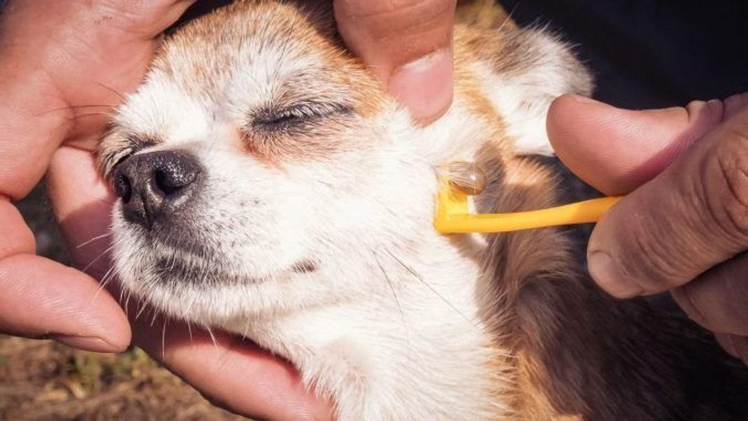 Dunkle und weiße Zecken bei Hunden können gefährlich sein.