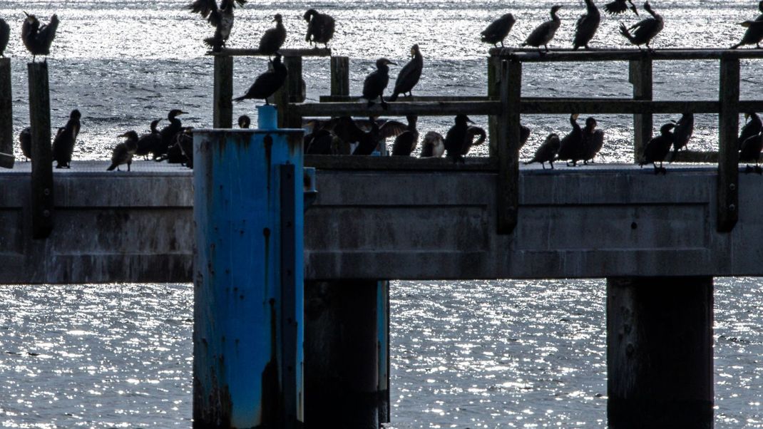Komorane sitzen am Morgen auf der gesperrten Seebrücke an derOstsee. Vor der Insel Rügen startet die internationale Rennserie Sail GP die ersten Rennen in Deutschland.