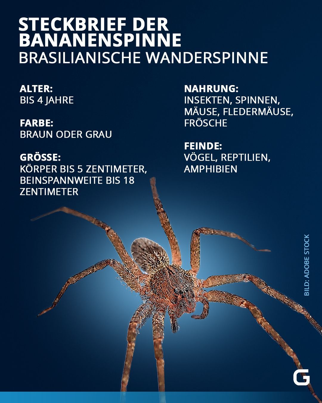 Fakten zur brasilianischen Wanderspinne