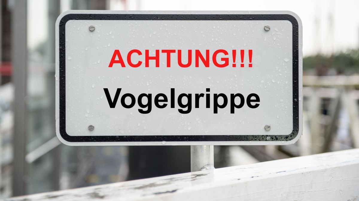 Vogelgrippe: Risiko für den Menschen?
