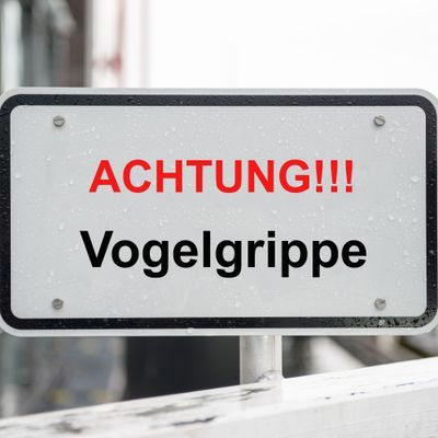 Vogelgrippe: Risiko für den Menschen?