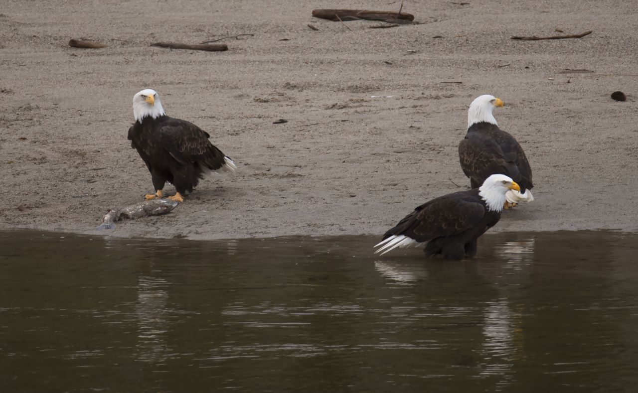 Auch Wildtiere wie Adler oder Bären profitieren von der "fetten Beute". Sie versammeln sich jedes Jahr zur Lachswanderung an den Flussläufen, um sich am "Buffet" zu bedienen. 