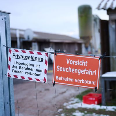 Maul- und Klauenseuche in Brandenburg