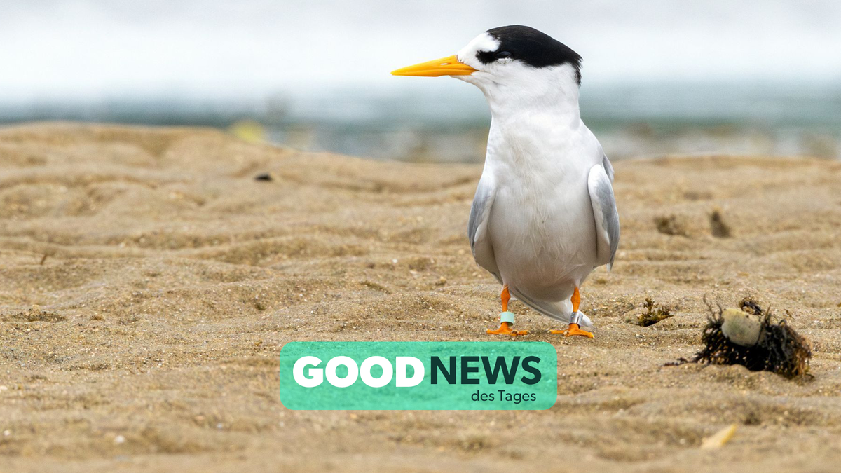 Brut Rekord für Neuseelands meist bedrohte Vogelart