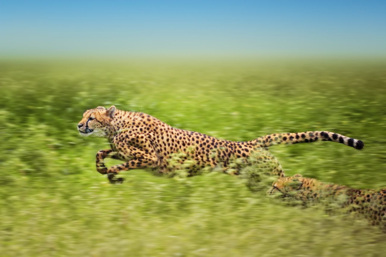 Geparden sind die schnellsten Land-Säugetiere. Sie sprinten bis zu 120 km/h auf ihren Beutezügen.