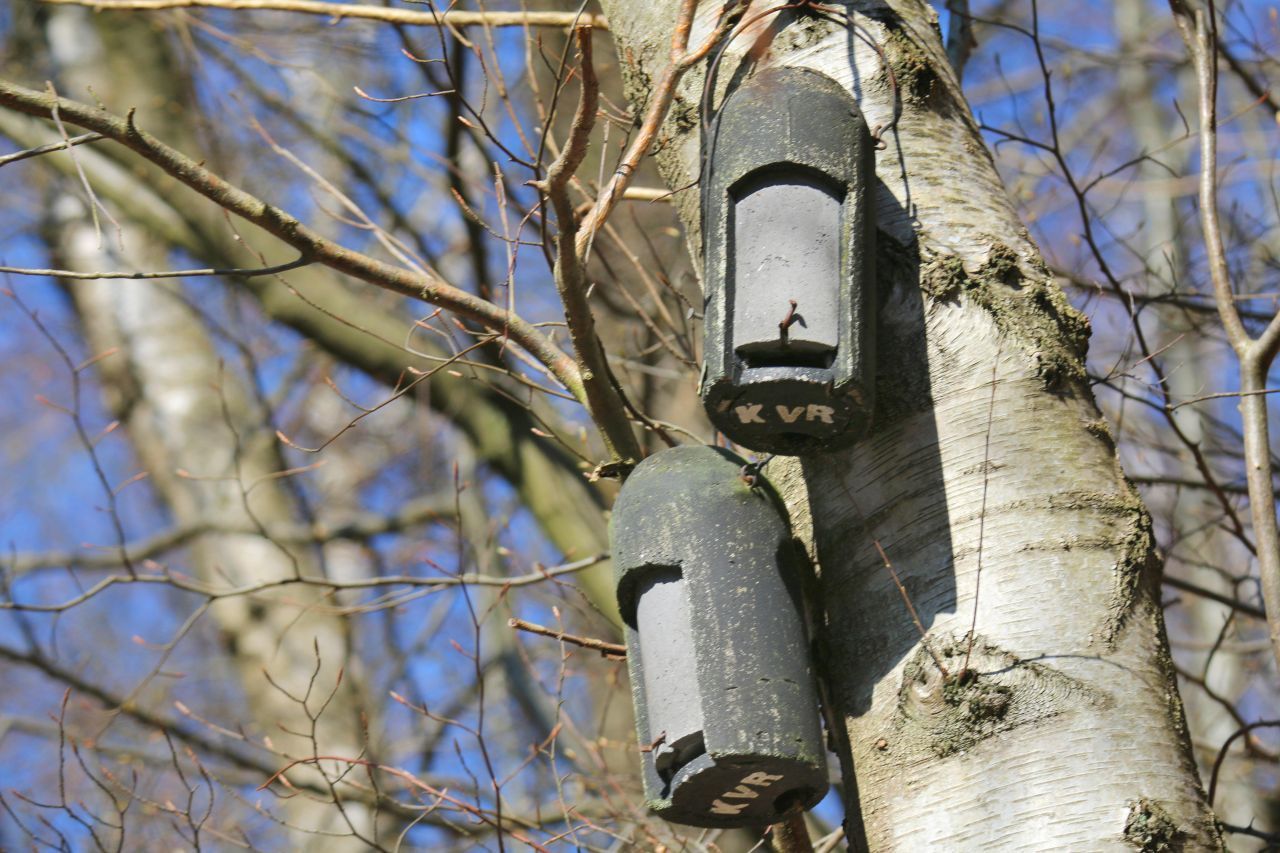 Fledermäuse: Auch ihnen musst du nicht mit Futter helfen. Sie brauchen aber einen Schlafplatz für den Winter. Dafür findest du „Winterschlafsteine“ aus Holzbeton im Handel. Das sind Kästen mit verschiedenen Spalten, in die sich die Fledermäuse zurückziehen können.