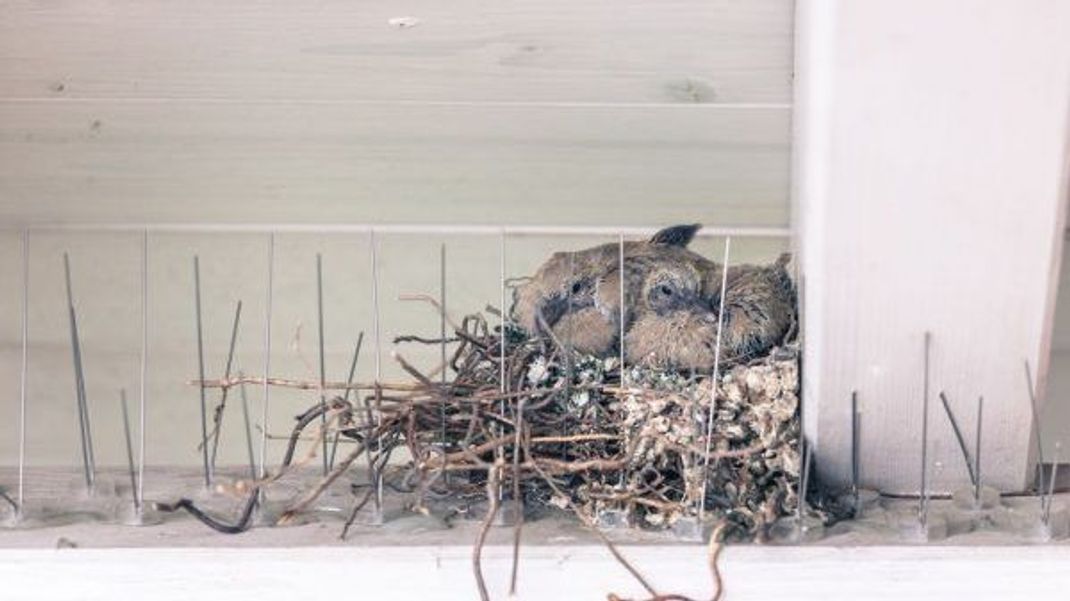 Tauben bauen ihre Nester in unzugänglichen, geschützten Nischen.