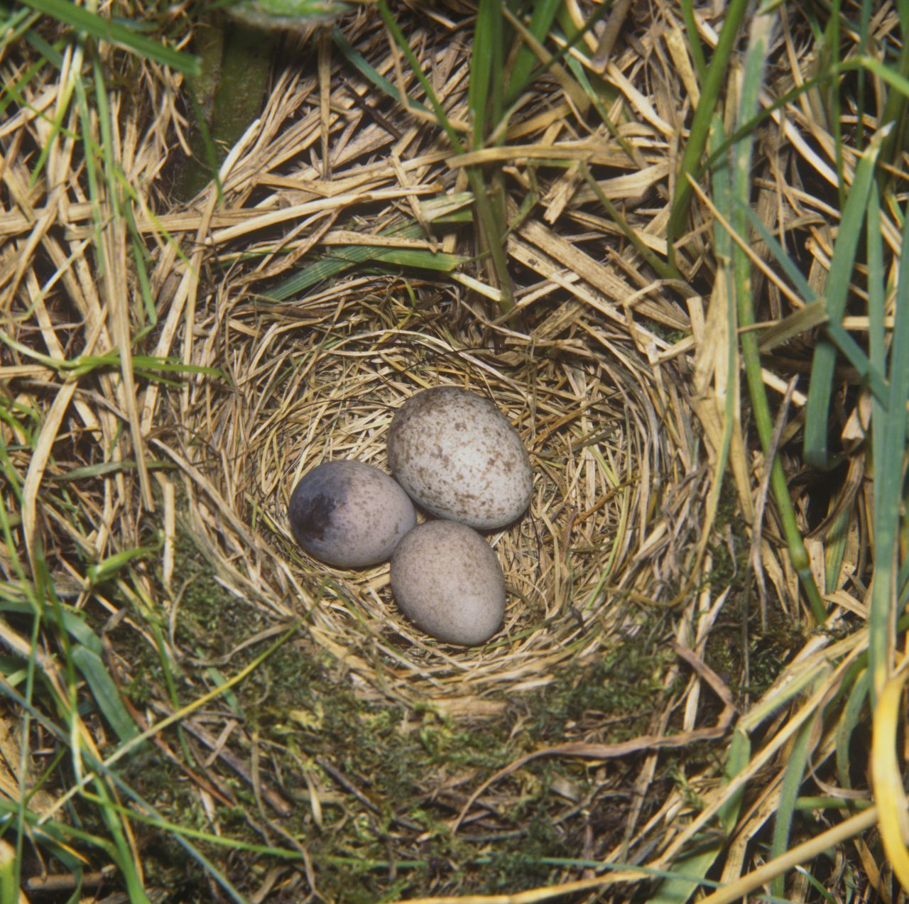 Schwindel-Ei: Kuckucke legen ihre Eier anderen Vogelarten ins Nest. Besonders bei Arten, deren Eier aussehen, wie ihre eigenen, wie zum Beispiel beim Wiesenpieper.