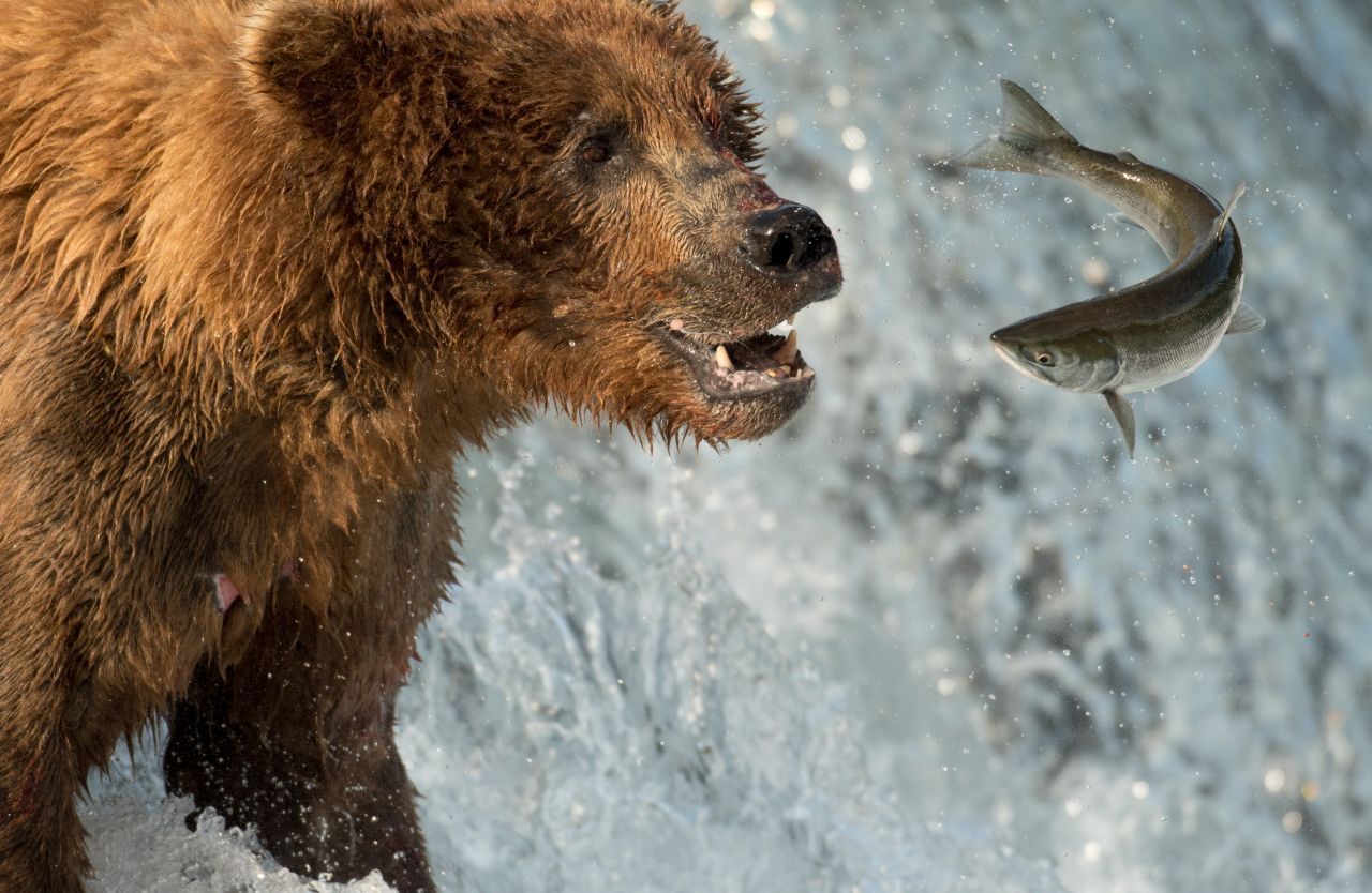 Auf seiner Reise trotzt der Lachs hungrigen Bären und reißenden Strömungen, springt meterhohe Wasserfälle hoch (!) und legt Tausende von Kilometern zurück. 