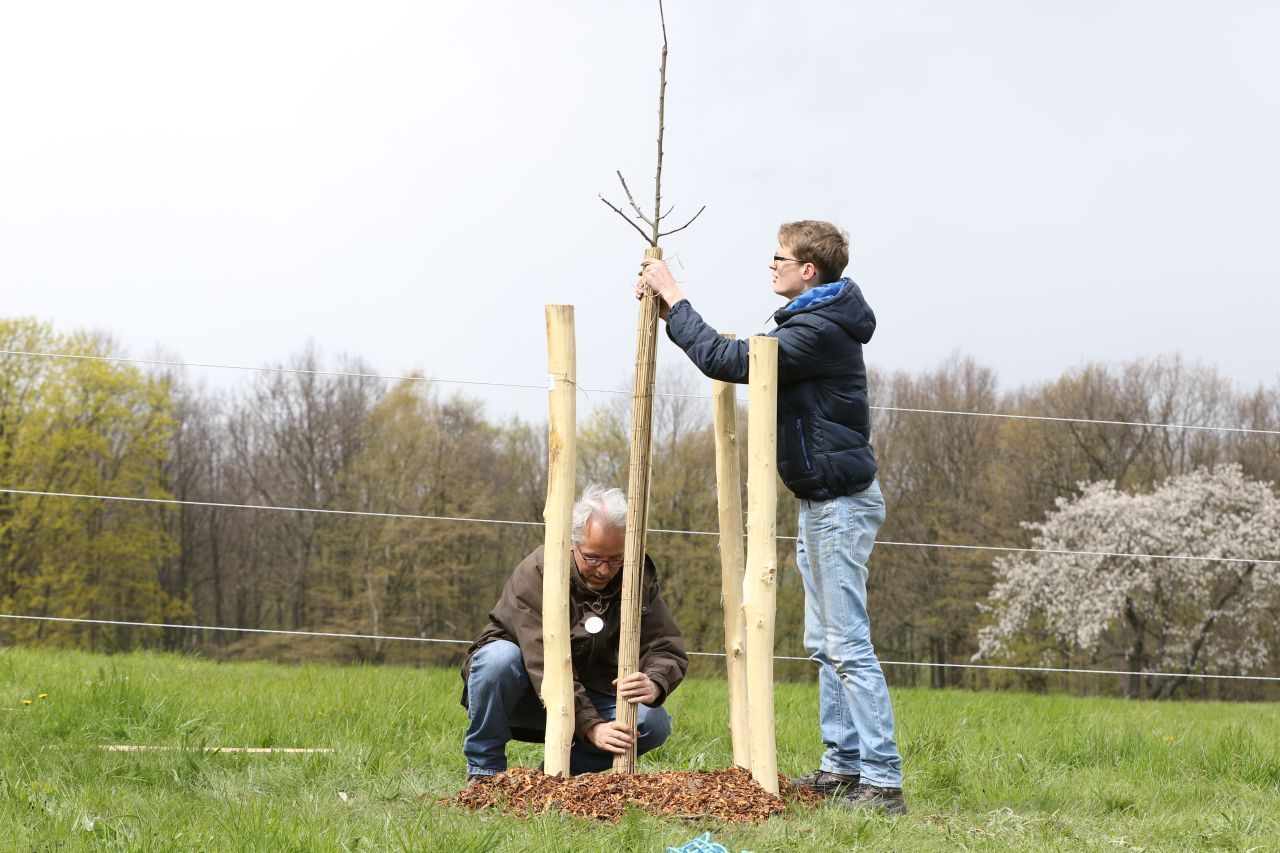 Die Schilfmatte wird mit Fäden oder Seilen an verschiedenen Stellen am Baum festgebunden, damit sie hält.