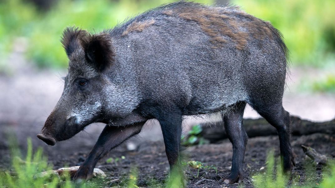 Rheinland-Pfalz testet ein weiteres Mittel zur Eindämmung der Tierseuche.