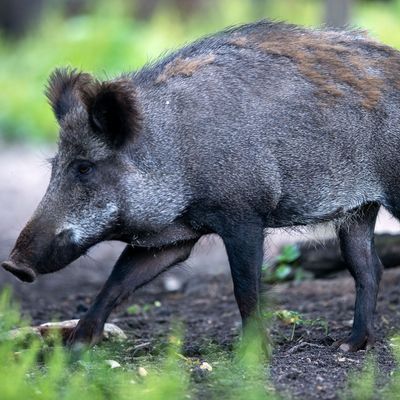 Afrikanische Schweinepest im Landkreis Mainz-Bingen