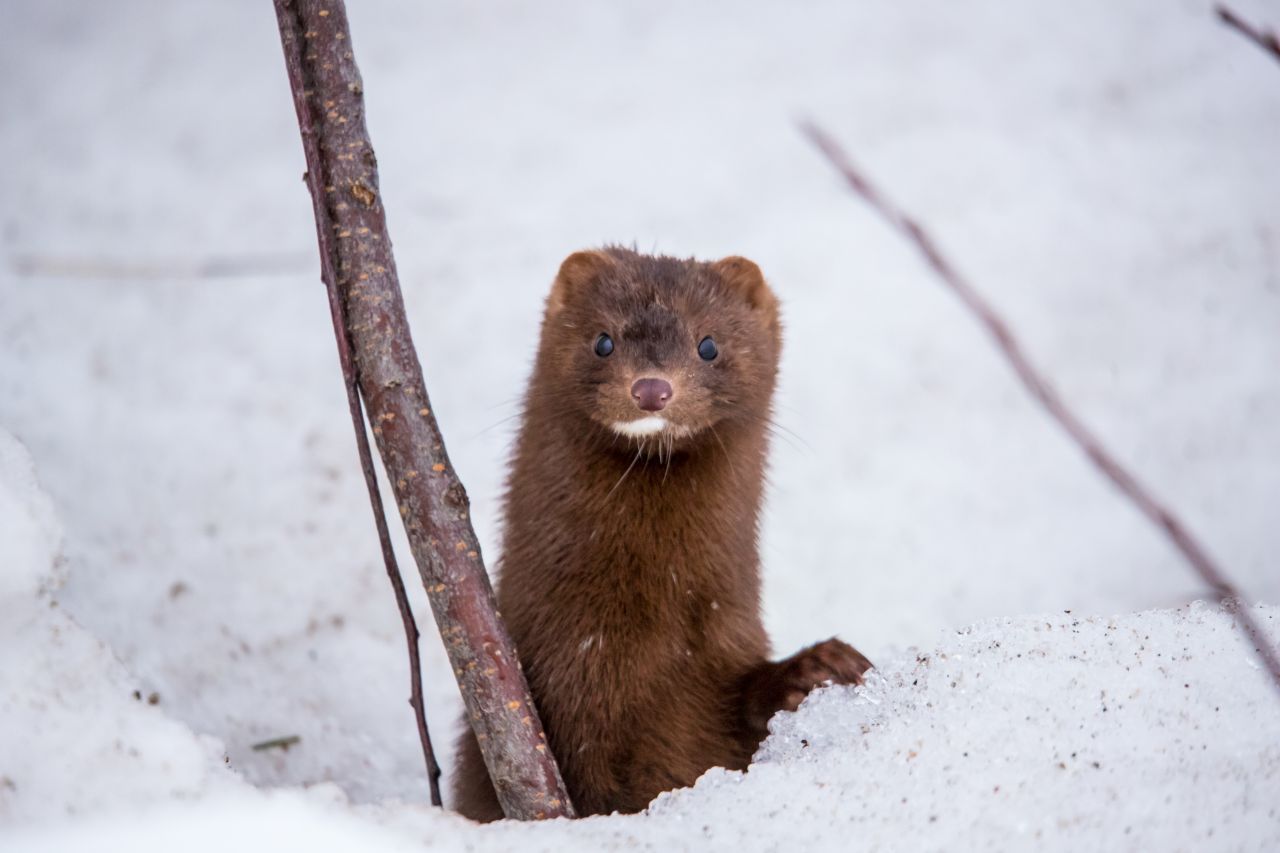 Der Mink oder Amerikanische Nerz hat weniger weiße Farbe im Fell.