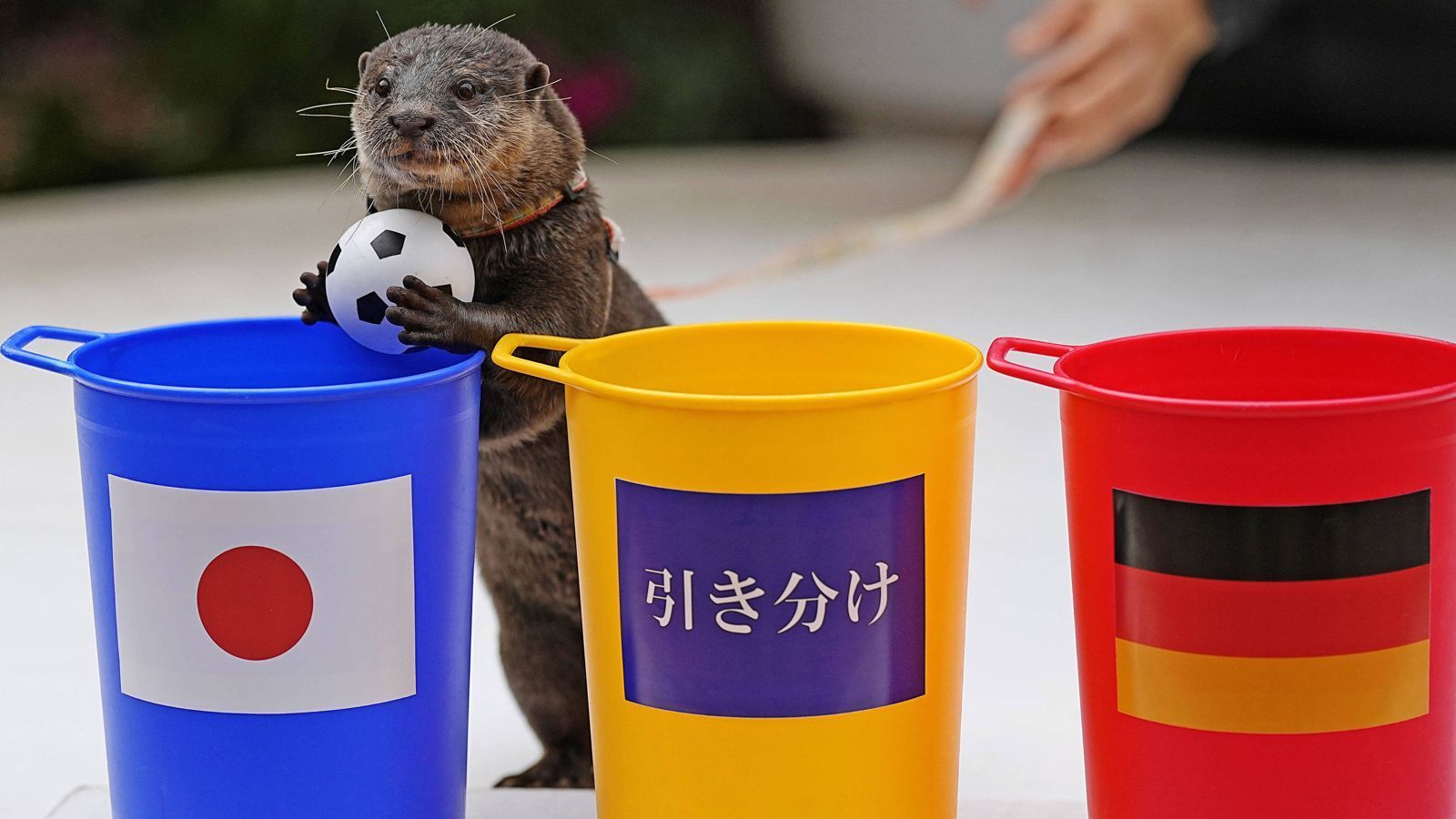 
                <strong>Otter in Tokio: Sieg Japans gegen Deutschland richtig vorausgesagt</strong><br>
                Flussotter Taiyo wird nach dem 2:1-Sieg der japanischen Nationalmannschaft bei der WM in Katar gegen Deutschland gefeiert. Taiyo sagte den japanischen Sieg voraus. Das acht Jahre alte Otter-Männchen legte im Maxell Aqua Park Shinagawa in Tokio am Vortag des Spiels gegen Deutschland einen Ball in den Eimer mit der japanischen Flagge. Nach dem Triumph der Japaner wurde Taiyo in den sozialen Medien natürlich gefeiert. Als "extrem kompetent" bezeichnete ein User Taiyo mit einem Augenzwinkern. 
              