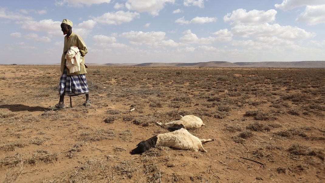 Im Jahr 2016 sorgte "El Niño" für extreme Dürre und Trockenheit, so dass – wie hier in Somalia – Tiere verendeten. Was kommt 2023 auf die Erde zu?