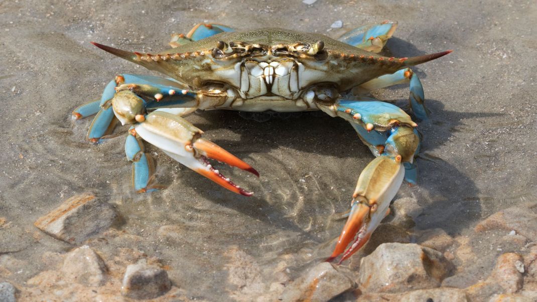 Schön anzusehen - aber eine riesige Plage an Italiens Adriaküste: die Blaukrabbe.