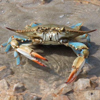 Blaukrabbe am Strand