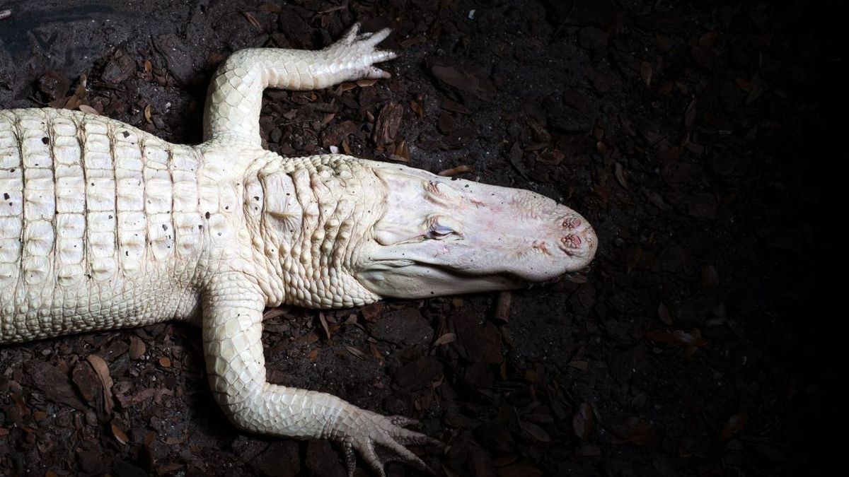 Albino Alligator 3