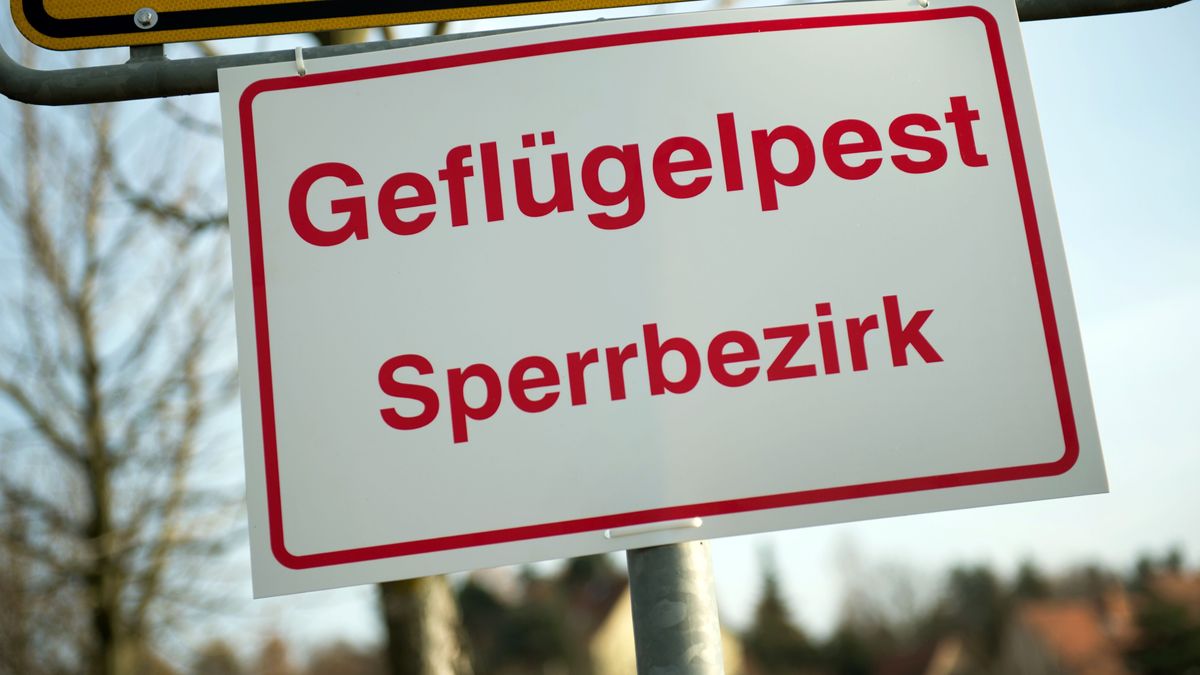 Wieder Vogelgrippe-Ausbruch im Landkreis Rostock