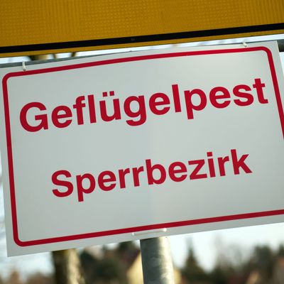 Wieder Vogelgrippe-Ausbruch im Landkreis Rostock