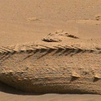 Bilder vom Mars Rover: Sind das "Drachen-Knochen"?