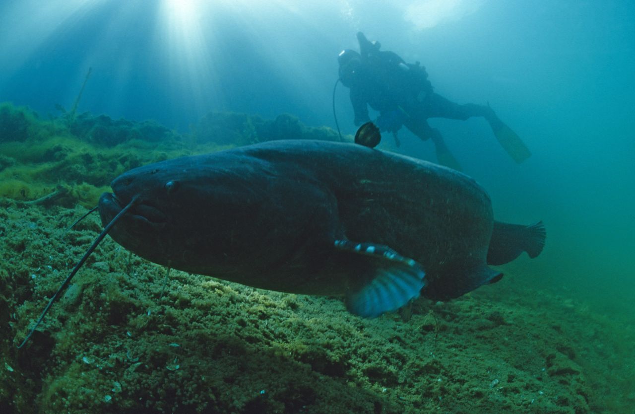 Platz 1: Der Wels ist nicht nur der größte Fisch Deutschlands, sondern auch Europas. Die Fische leben in Flüssen und (Bade-)Seen. Angst brauchst du aber nicht haben - Menschen passen nicht ins Beuteschema und die am Boden lebenden Tiere sind scheu. Rekordhalter in Deutschland: Ein 2,53 Meter großer und 103 Kilo schwerer Wels aus dem Niederrhein.