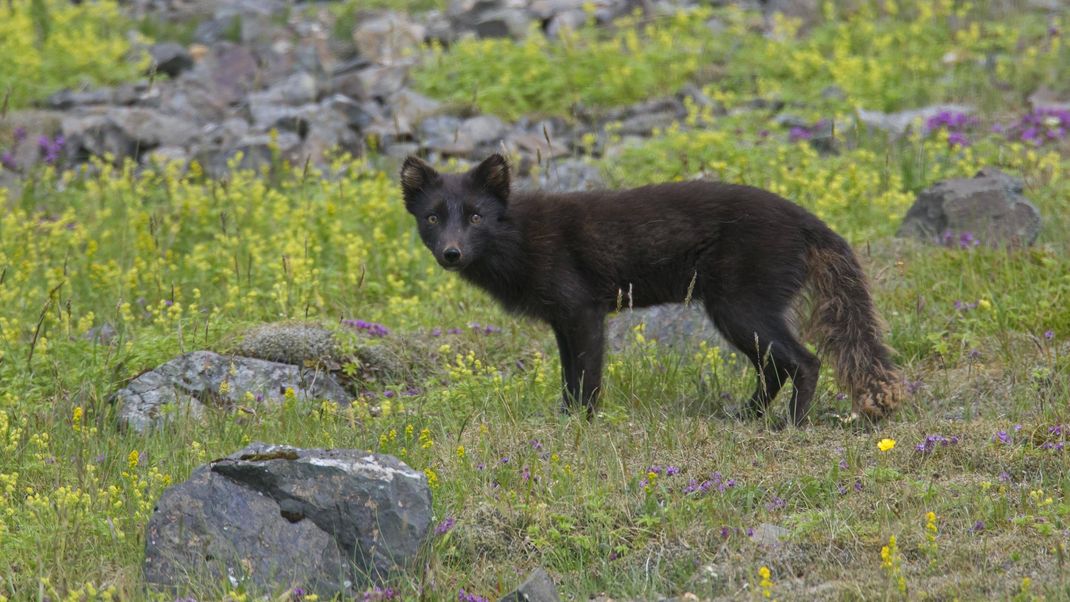 Ein Polarfuchs mit dunklem Winterfell. Bei diesem Tier handelt es sich um einen Blaufuchs.