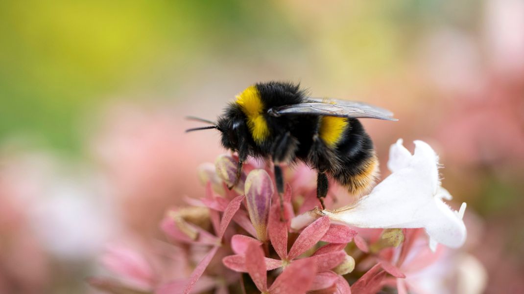 Dick, pelzig und nutzlos? Von wegen! Die Hummel hat viele beeindruckende Eigenschaften.