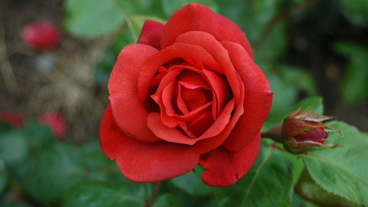 Rosen düngen