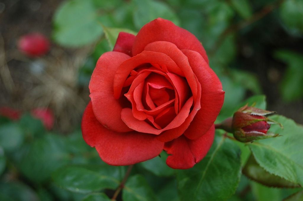 49+ Zeitpunkt Düngen Rosen Rückschnitt Rosen, Neben dem stickstoff