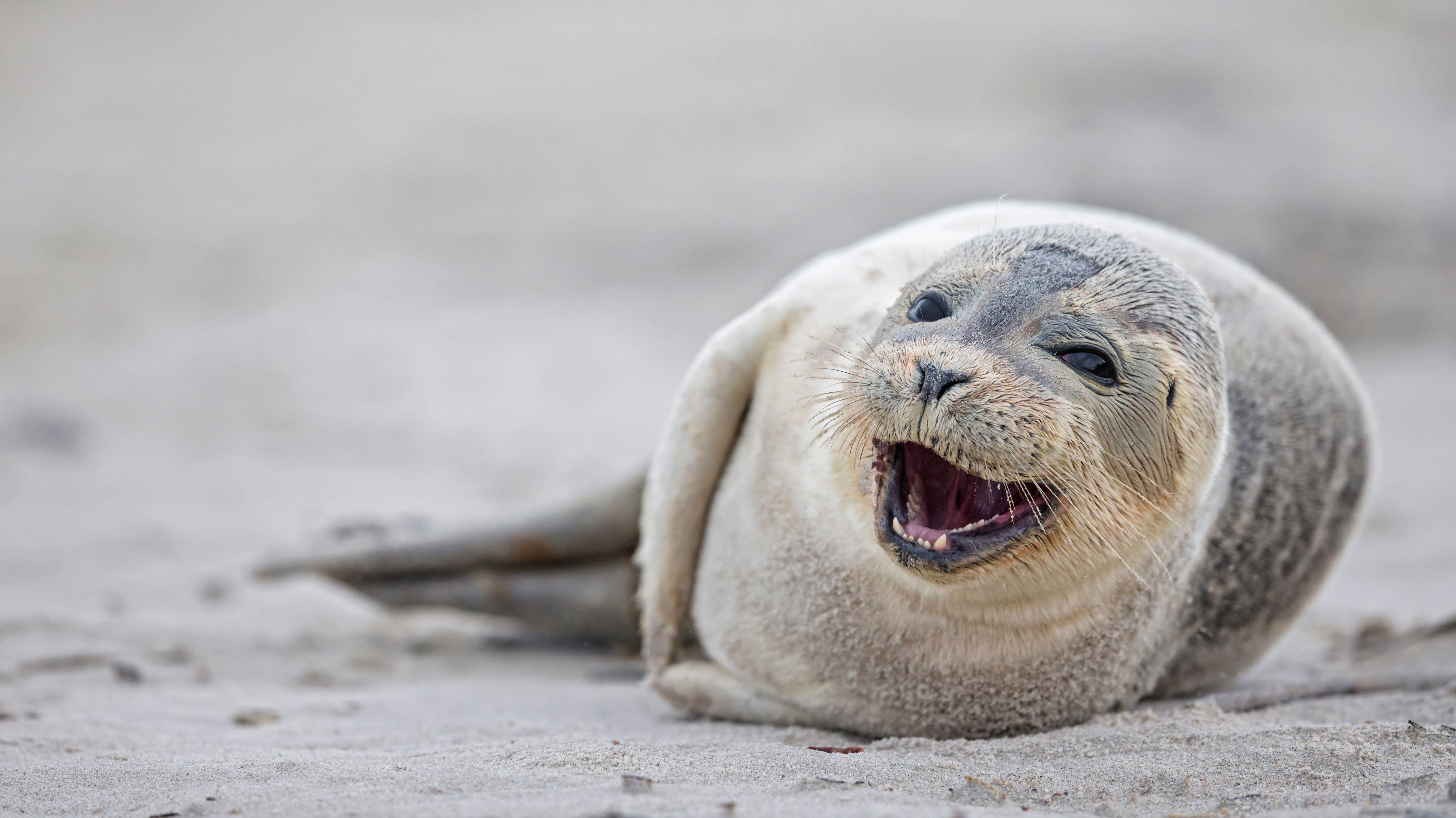 Ein grauer Seehund: Diese typische Farbe verschwimmt mit dem Sand.