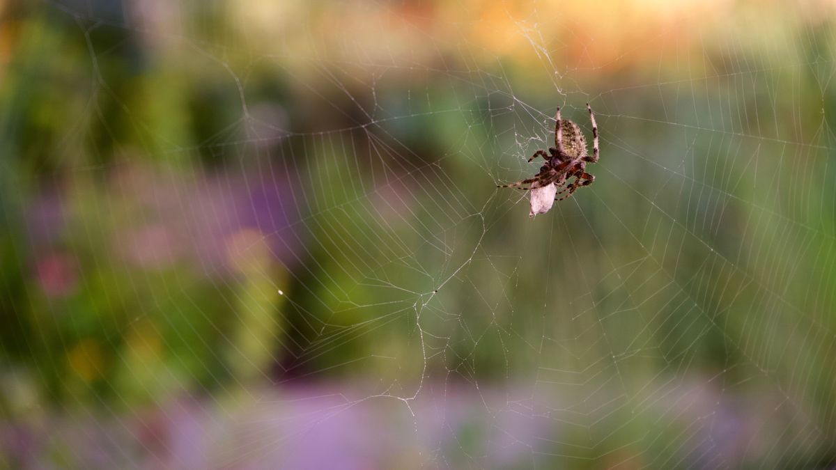 Die Spinne Araneus ventricosus 