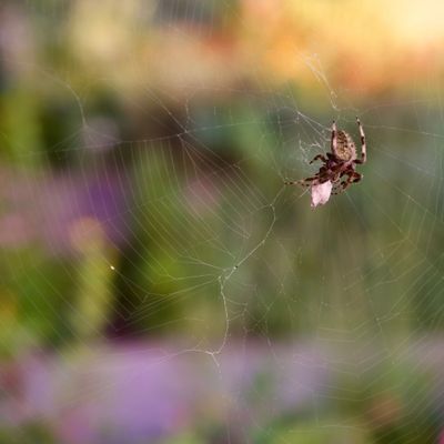 Die Spinne Araneus ventricosus 