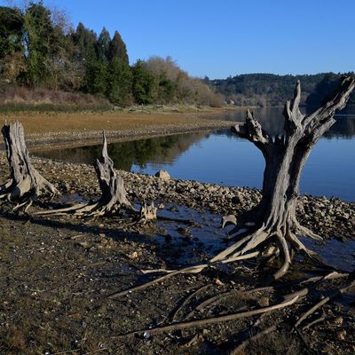 Am Ufer des Stausees Abegondo-Cecebre im Nordwesten Spaniens liegen Reste von vertrockneten Bäumen.