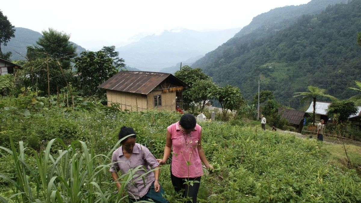 Sikkim Landwirtschaft Frauen Im Feld Imago 0146259113 H