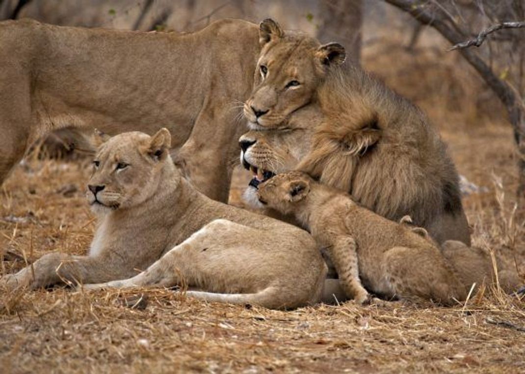 Löwen sind die einzigen Raubkatzen, die im Rudel leben. Eine "Löwen-Familie" besteht aus etwa 10 Weibchen, höchstens 3 Männchen und den Jungtieren. Sie gelten daher als die "sozialsten Katzen".