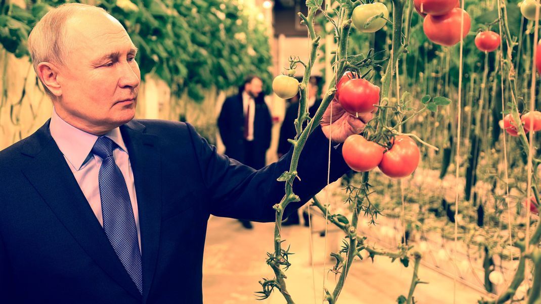 Wladimir Putin bei dem Besuch der ganzjährigen Gewächshausfarm "Makatrov Peasant Farm" in der Region Tschukotka.
