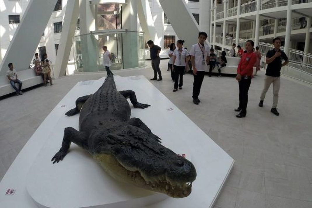 Eine Replik von Lolong ist heute im Nationalmuseum für Naturgeschichte in Manila ausgestellt. Hier befindet sich auch sein Skelett.