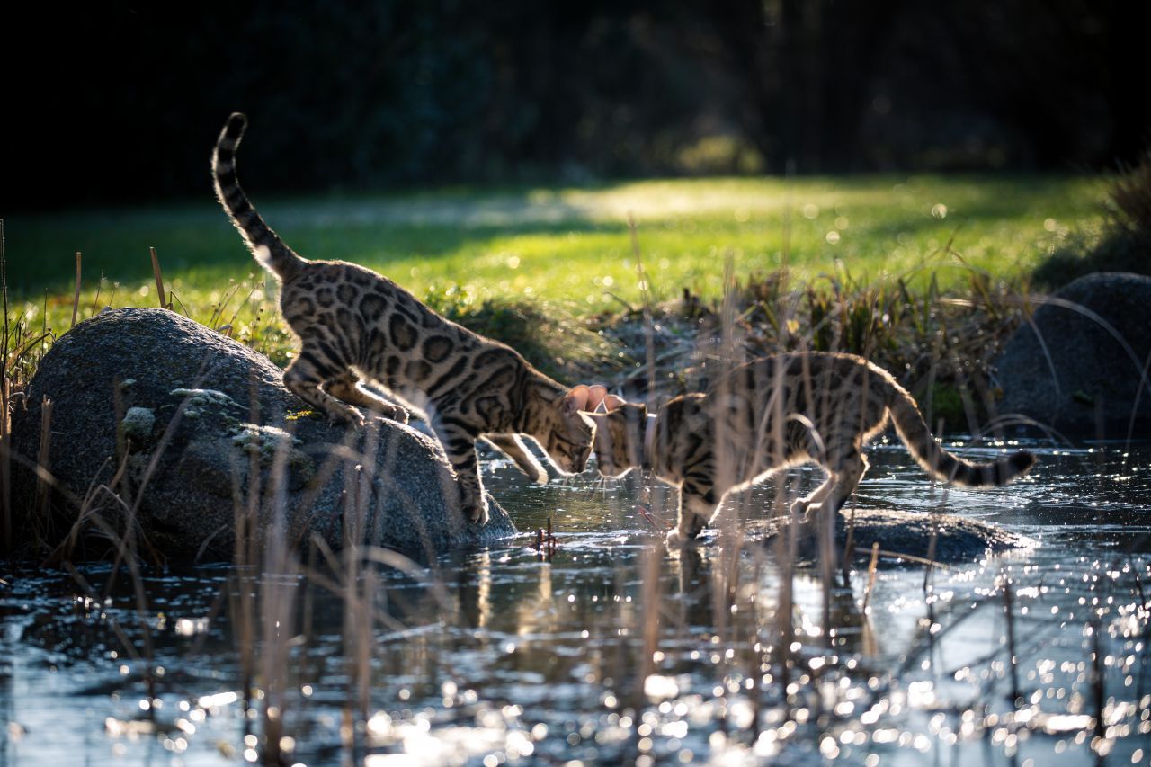 Die Bengalkatze ist eine relativ neue Kreuzung aus der asiatischen Wildkatze Prionailurus bengalensis und einer kurzhaarigen Hauskatze. Sie wird auch als Leopardette bezeichnet. Tatsächlich ähnelt sie sehr einem Leoparden in Mini-Format. Erst 1999 wurde sie durch den Züchterdachverband FIFe als eigene Rasse anerkannt. Das besondere an ihr: Sie liebt Wasser. Außerdem ist sie sehr aktiv und intelligent. Daher ist es wichtig, ih