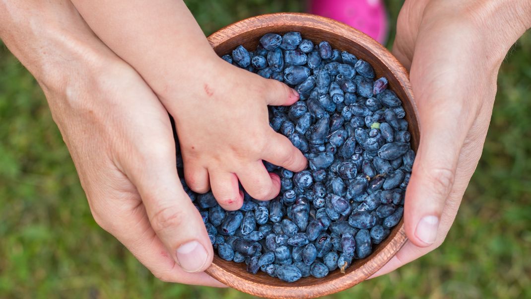 Äußerlich ähnelt die Haskap-Beere der Blaubeere.