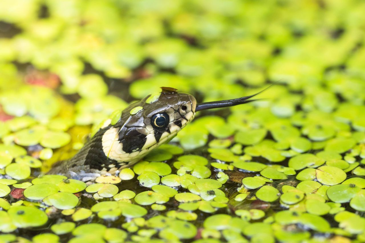 Mit ihrer Zunge können die Nattern riechen. 