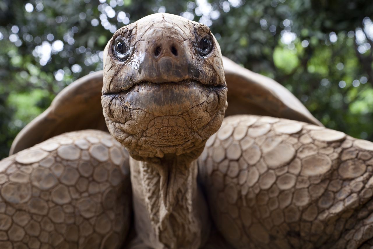 Auch Galapagos-Schildkröten sind echte Methusalems. Die älteste bekannte Schildkröte dieser Art war Harriet. Sie lebte in einem Zoo im australischen Queensland und wurde 176 Jahre alt. Fun Fact: 1960 wurde bekannt, dass "Harry" eigentlich ein Weibchen ist, und so wurde die Schildkröte in Harriot umbenannt.