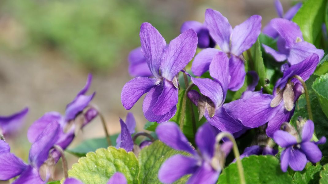 Alle Infos zur Geburtsblume Veilchen erfährst du hier.