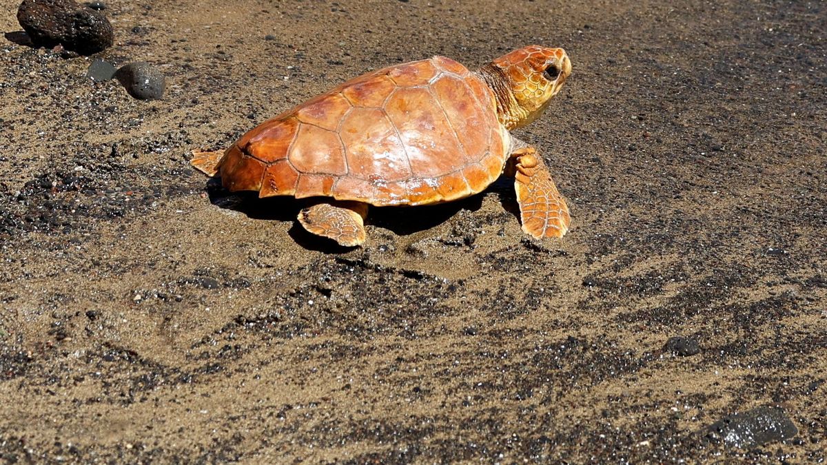 CLIMATE-CHANGE/SPAIN-TURTLES