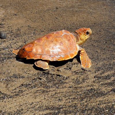CLIMATE-CHANGE/SPAIN-TURTLES